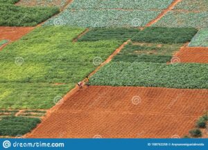 que es rea en agricultura