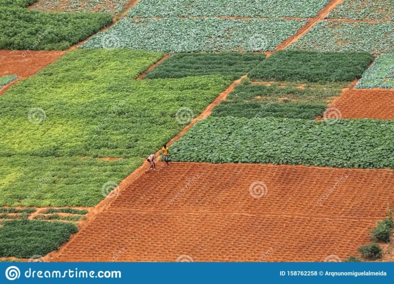 que es rea en agricultura